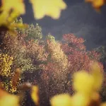 Il Bosco *