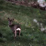 Il Bosco *