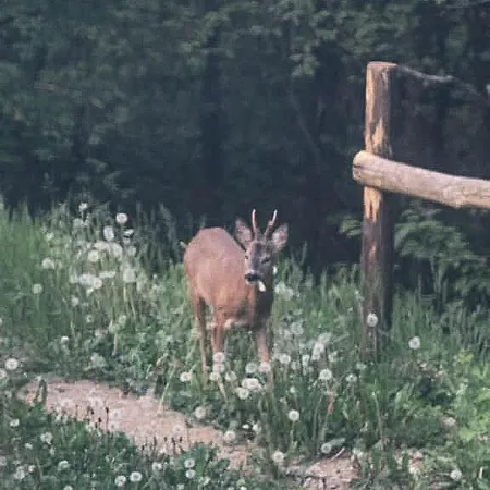 Il Bosco Alpstuga Roccaforte Mondovì