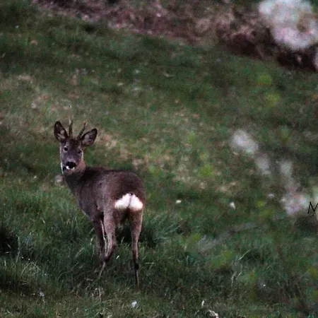 Il Bosco *
