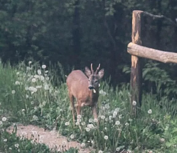Il Bosco Horská chata Roccaforte Mondovì