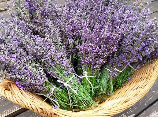 Horská chata Il Bosco *