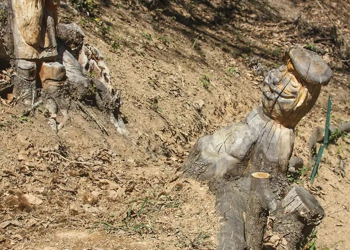 Il Bosco * Roccaforte Mondovì